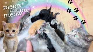 Our Gray cat had kittens!