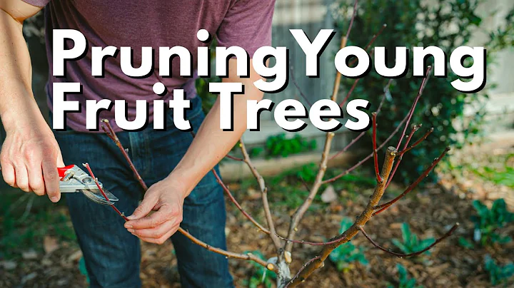 Como Podar Árvores Frutíferas Jovens - Pêssego, Maçã, Figo e muito mais