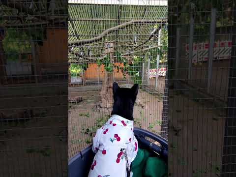 Nymphensittiche Beobachten #cat