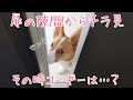 ドアの隙間からチラ見してくるコーギー犬が可愛すぎたｗ【Corgi #45】