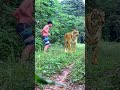 Amazing legends #tiger #lionhunters #animals #wildlife #forest #preytrestv #short