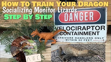 How To Train Your Dragon | Socializing Monitor Lizards | Step By Step