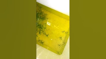 Gốc Nuôi Cá Bảy Màu Bất Ổn | NVN GUPPY