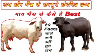 गाय भैंस से क्यों है बेस्ट जाने अनसुने अद्भुत तथ्य || Amazing facts of cow buffalo