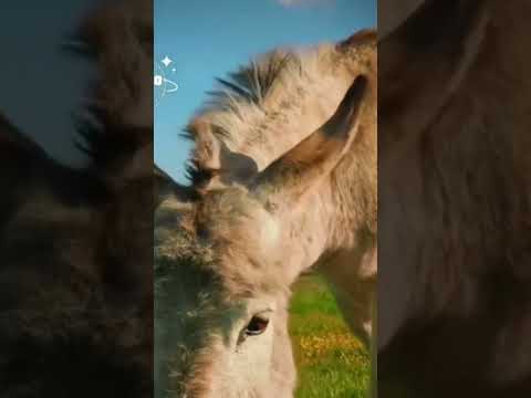 ترامب يهدي 3حمير لثلاثة من كبار قادة الزعماء العرب السعودية والأمارات وقطر السعودية الامارات قطر