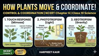 Control and Coordination in Plants Class 10 | CBSE Science Chapter 6 | Board Exam 2027