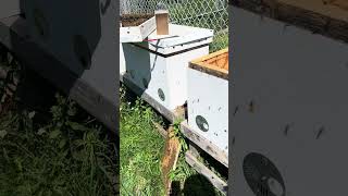 Beehive Gone Wild! Explosive Growth in Horizontal Layens Hive (Langstroth to Layens Conversion)