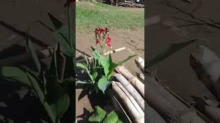 agusanmarsh short viral