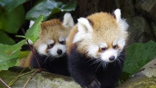 なかよし双子のレッサーパンダ　~Twins　Red Panda Baby