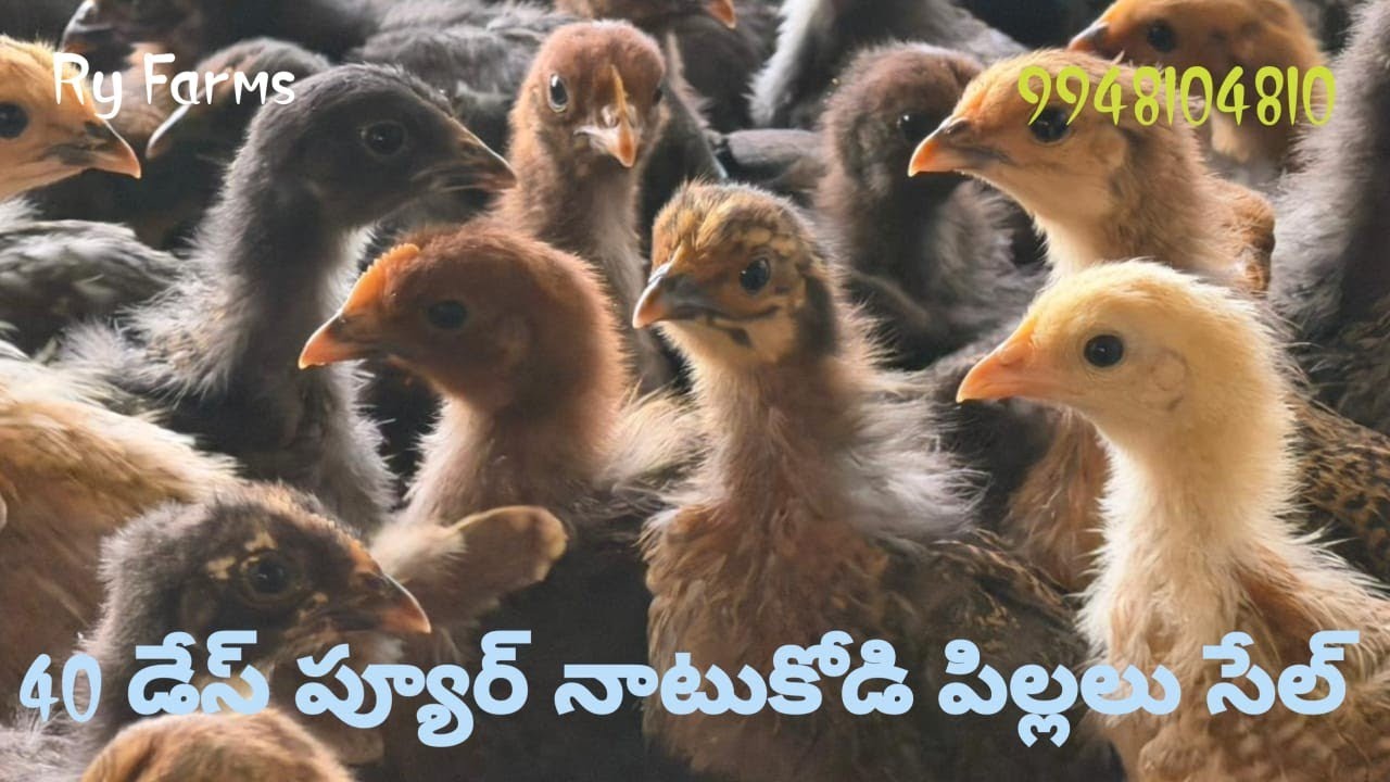 40 Days Pure Natukodi pillalu Sale 9948104810 Raju Reddy Delivery available 