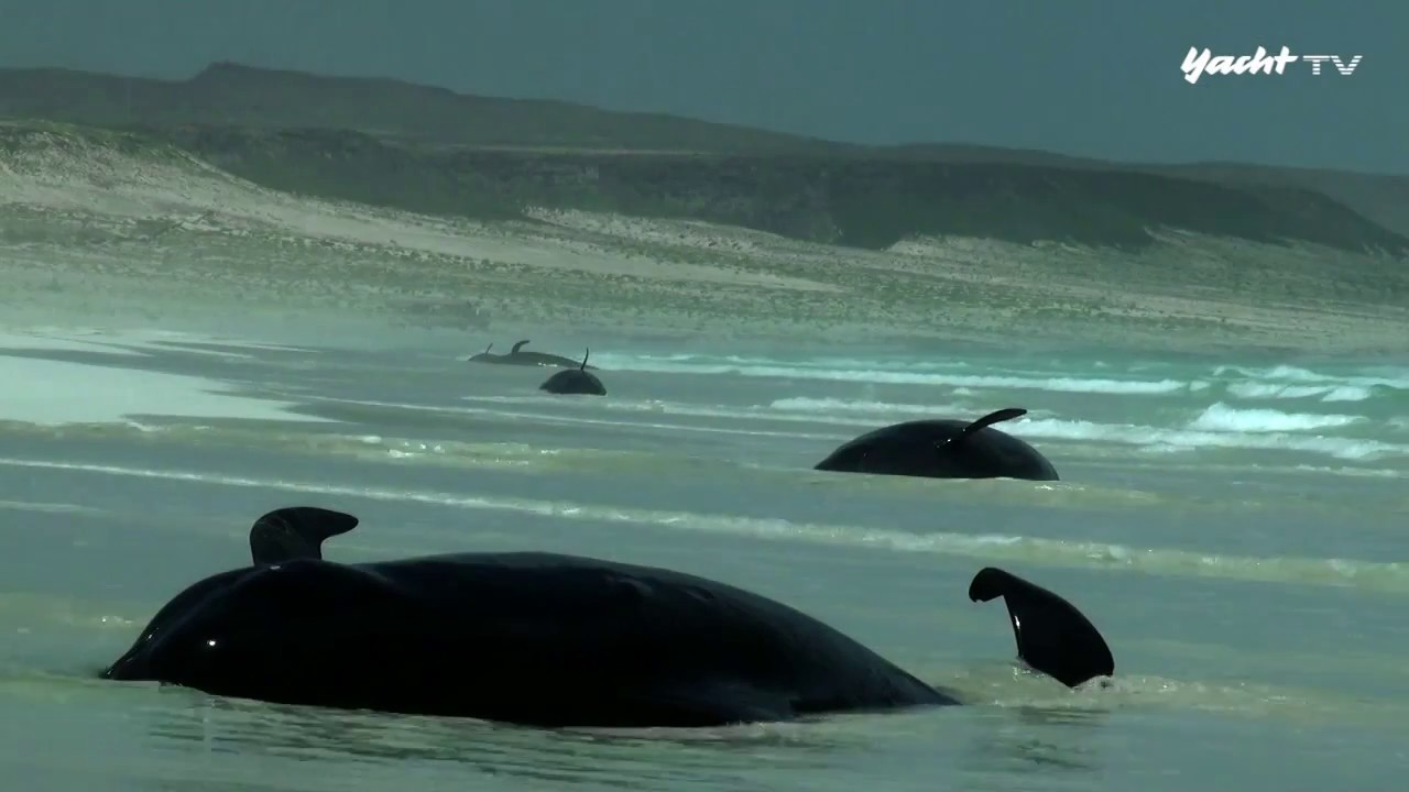 Hoch am Wind – Trailer zur Segel-Doku