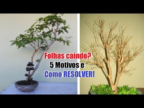 Vídeo: Razões que uma planta de mandioca cai - Como reviver uma planta de mandioca caída