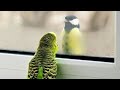 ابن زيدون أنى أضيع عهدك أداء د صادق الراضي 