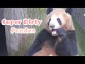 How messy pandas can be  ipanda