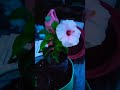 👍🌹🌺my relative garden vegetables flowers fruits #shortsviral #trendingvedio #mylovelysmallgarden 💞