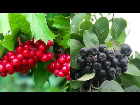 Фото порно әлемінің жұлдыздары Үлкен бөкселері бар әдемі әйелдермен порно