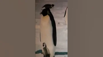 Pingouin Danse Full Song On My Channel 