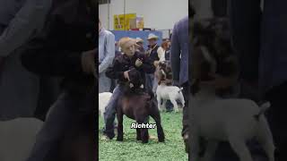 Der Klaps des Richters hat ALLES verraten