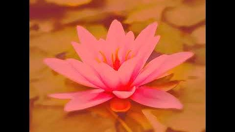 High-class Koto and Strings - Vibe for Steam Baths