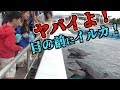 ヤバイよ！ヤバイよ！横浜・八景島シーパラダイスがヤバすぎた！