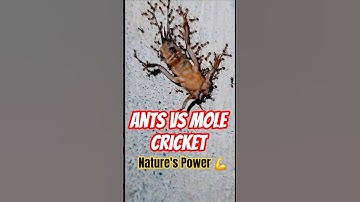 Power of Unity 🐜 | How Ants Work Together to Defeat a Mole Cricket #shorts #nature #trending #viral