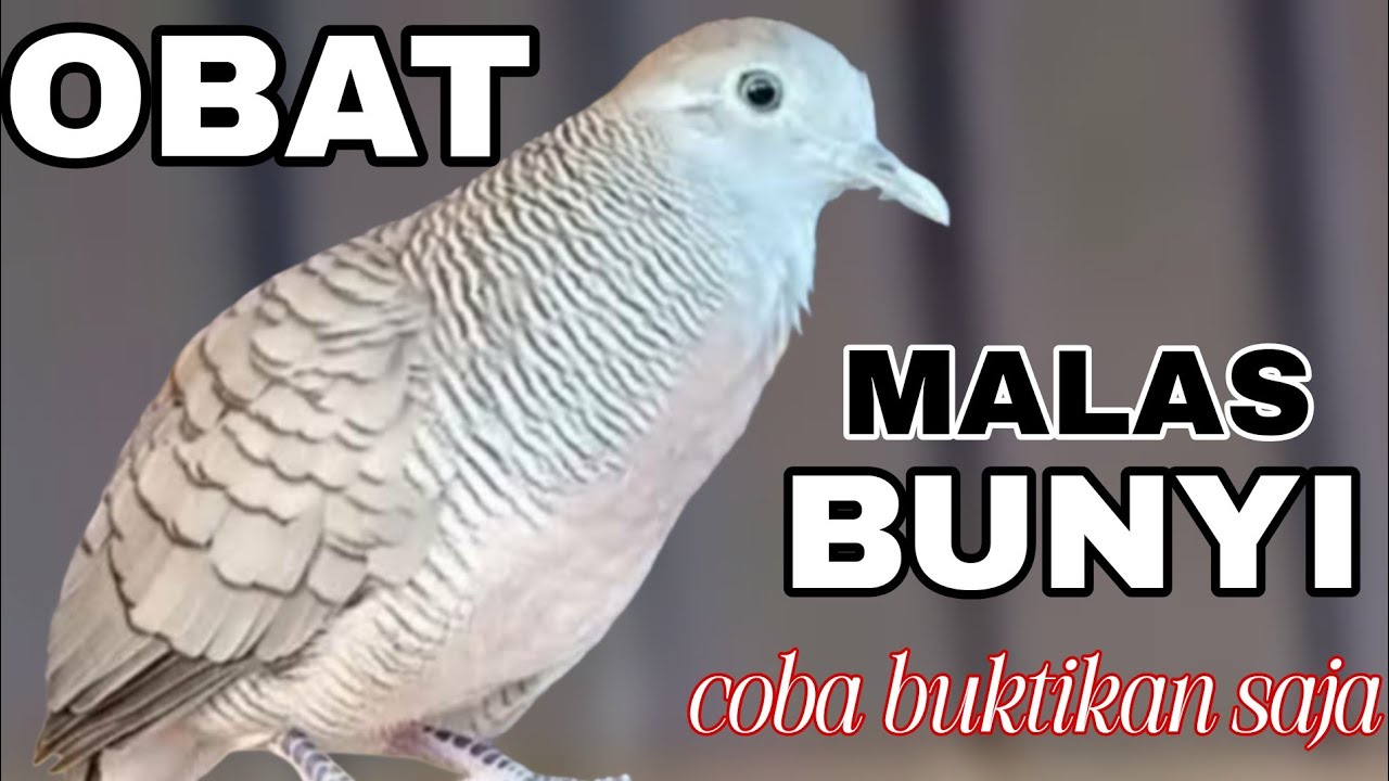 Perkutut lokal gacor suaranya bikin semua utut bunyi