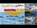 سقطرى بين الحقيقة والخيال | جزيرة سقطرى اليمنية | Socotra Island | Yemen