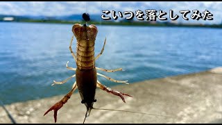 まさかのアタリ連発！こいつに食いつく獲物とは‥