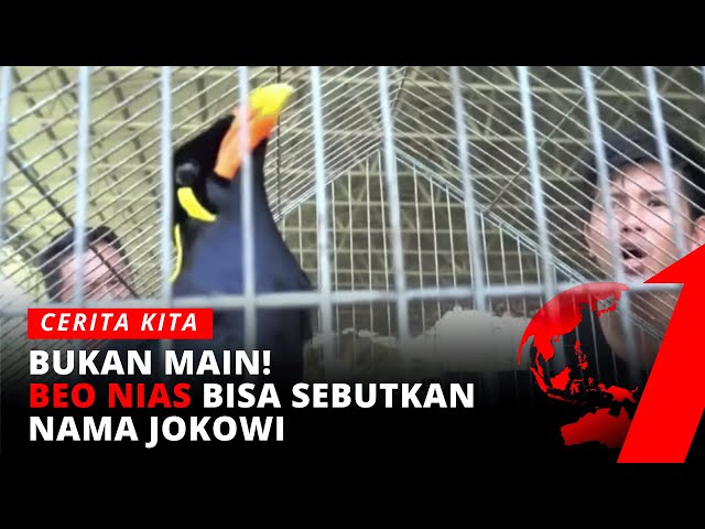 Wow! Seekor Burung Beo Nias Mampu Sebutkan Nama Presiden Jokowi dengan Sempurna | tvOne class=