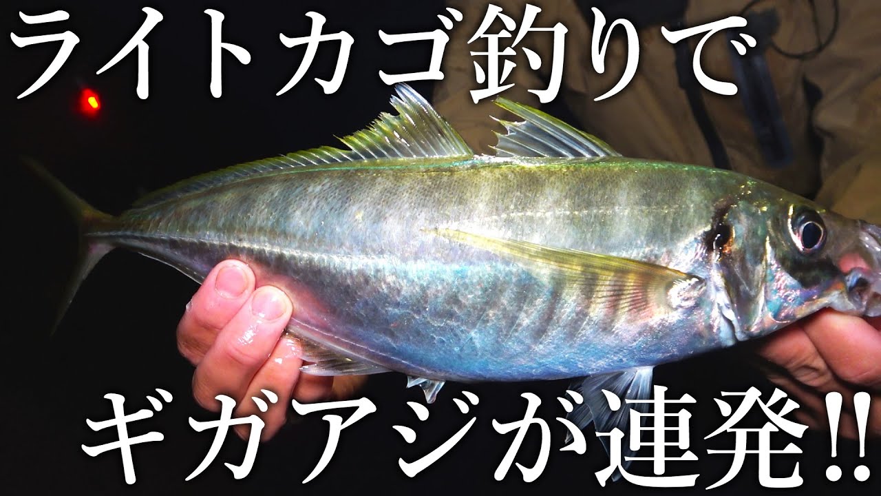 【堤防からギガアジが連発！】地元勢もやらないライトカゴ釣りで40㎝の巨大アジが入れ食い！