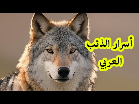 أسرار الذئب العربي الكائن الذي أدهش العالم