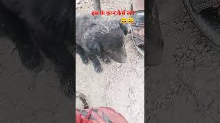 vayrl short video and trending audio ❤️ #love #song #music #cyhsy #pushfm #youtubecoppa