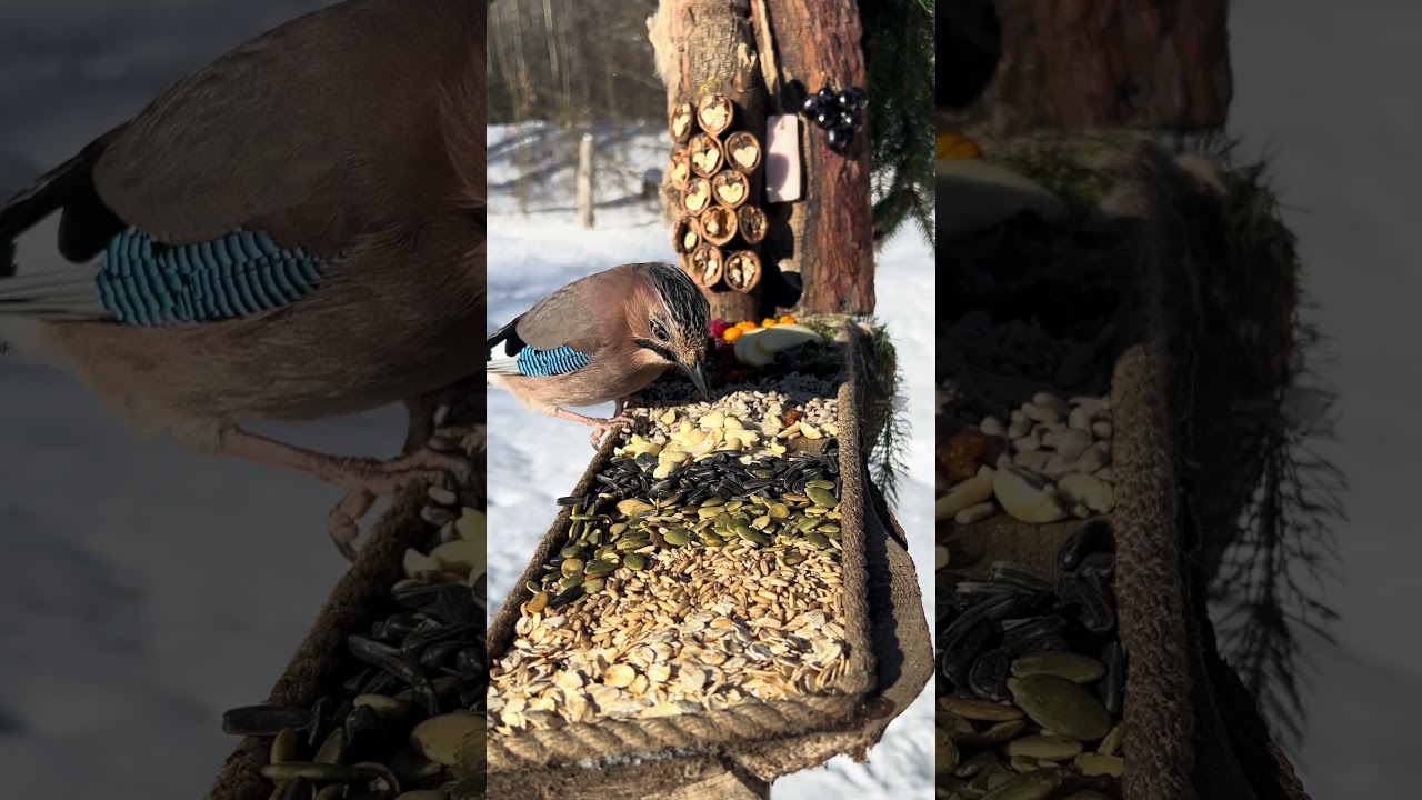 Feeding Wild Birds on a Sunny Day 🐦🥜 