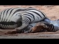 Zebra Giving Birth And Baby&#39;s First Steps...!