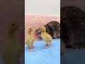 Ducklings Want To Play With The Cat #shorts #kittens #cats #animals #viral #trending #short
