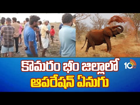 Operation Elephant in Kumuram Bheem Dist | రంగంలోకి దిగిన అటవీ శాఖ అధికారులు | 10TV News - 10TVNEWSTELUGU