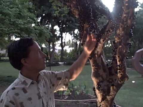 Video: Jaboticaba - A Plant With Fruits On The Trunk