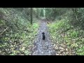 old railway line dog walk ( midhants railway line ) - martyr worthy - hampshire old railway line dog walk ( midhants railway line ) - martyr worthy - hampshire