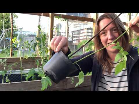 Video: Hvorfor Vokser Tomater Hårdt