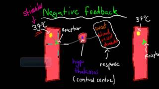 Positive and negative feedback mechanism (HSC biology)