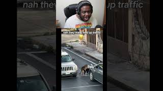 bro the dogs literally stopped everything #funny #pets #shorts