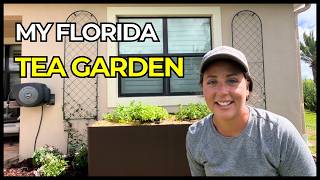 Upgrading My Tea Garden for Fall in Florida