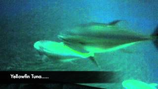 Monterey Aquarium - Open Sea