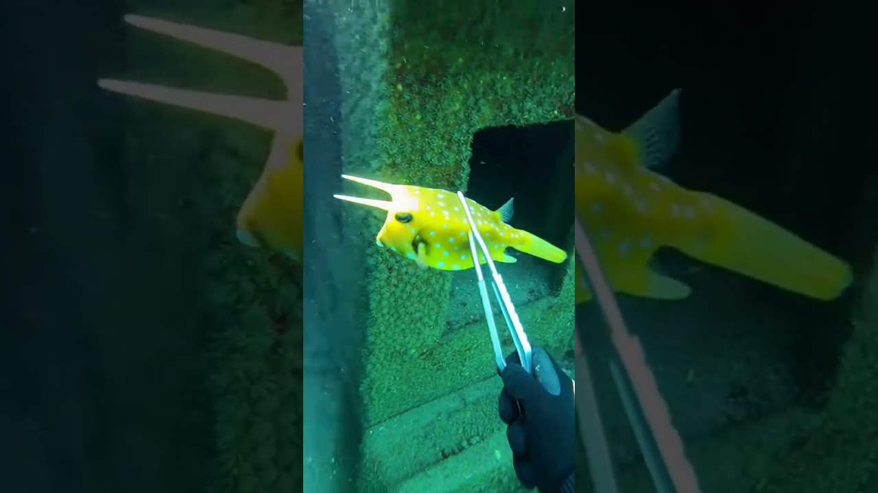 Cowfish vs Moray at Statue Garden The Horn Defense