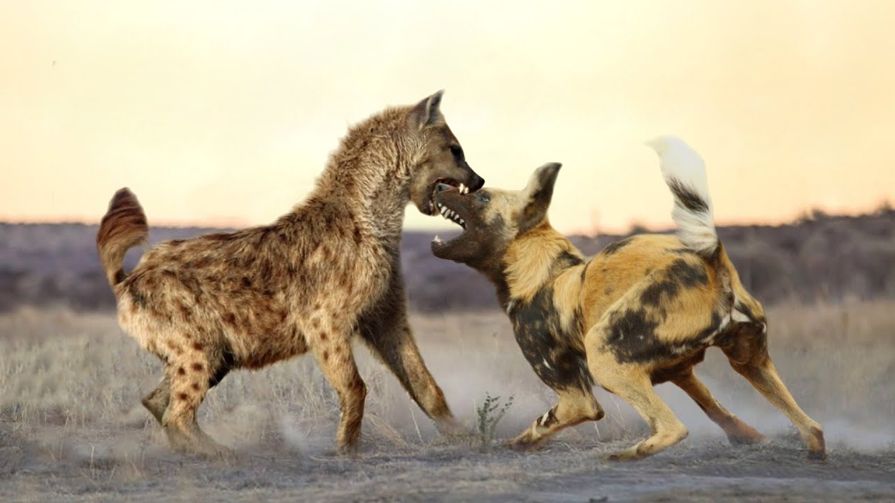 can african wild dogs mate with domestic dogs