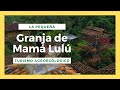 ¿Qué es la Pequeña GRANJA DE MAMÁ LULÚ? / Quimbaya - Quindio