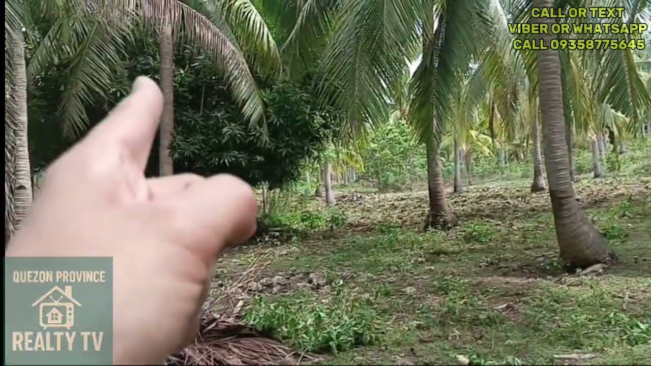 Vlog #10 San andres quezon 2.3 hectares