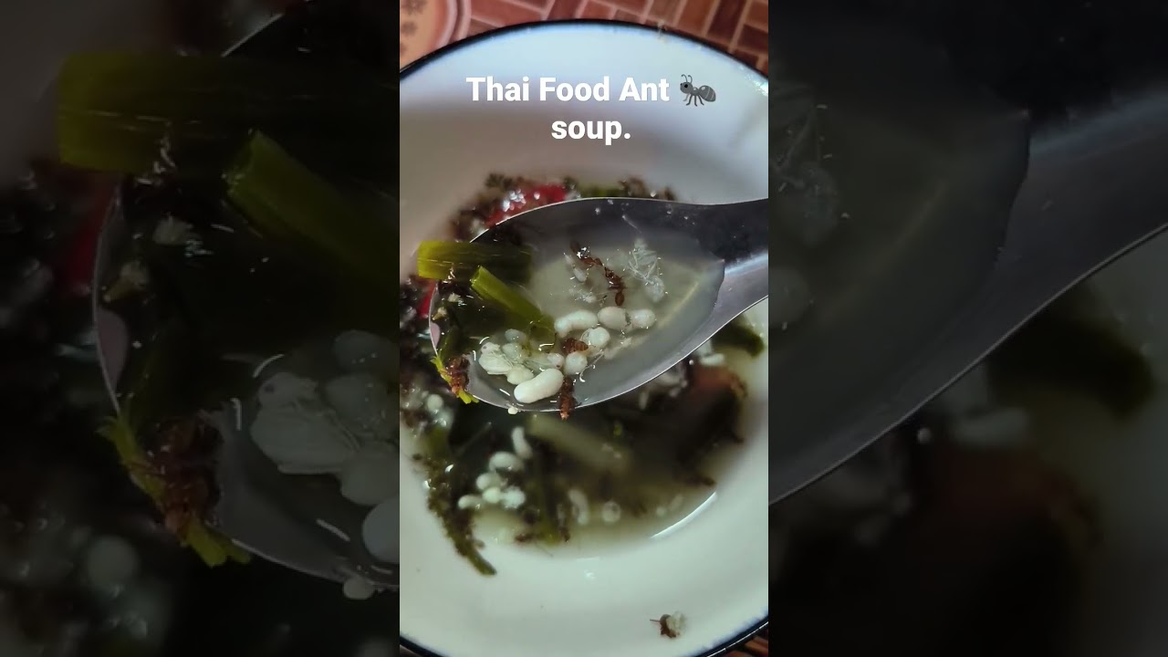 Ant soup Thai people Eat 
