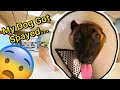 Getting My Dog Spayed...