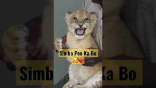 The Lion🦁 King 👑 | Simba Cute roar 🥰❤️#shorts #short #viral 📈⚡️📉 Simba S Cutest Roar Ever The Lion King Baby Simba Shorts
